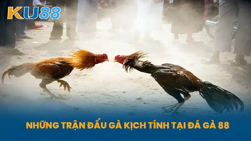 Những Trận Đấu Gà Kịch Tính Tại Đá Gà 88