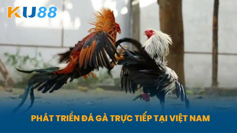 Phát Triển Đá Gà Trực Tiếp tại Việt Nam