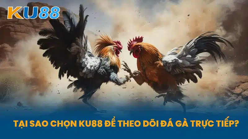 Tại sao chọn KU88 để theo dõi Đá Gà Trực Tiếp?