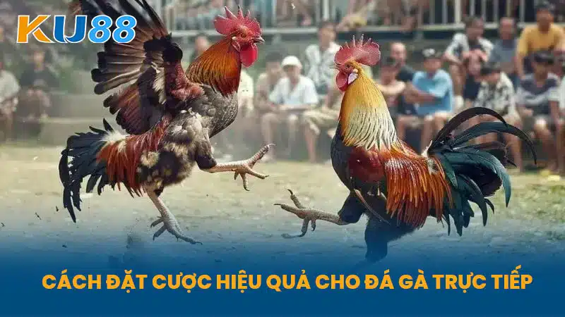 Cách đặt cược hiệu quả cho Đá Gà Trực Tiếp